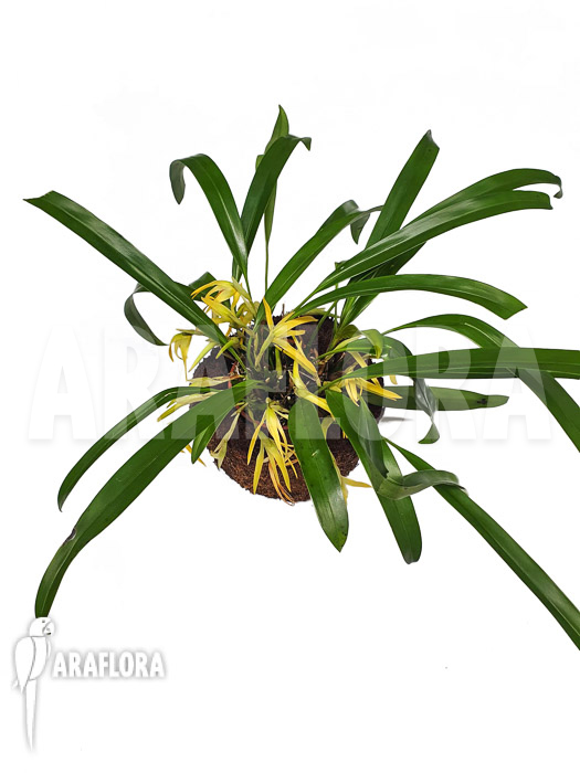 Maxillaria hennisiana