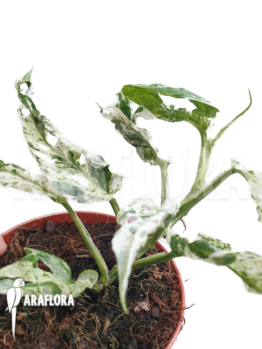 Monstera &lsquo;Frozen freckles&rsquo;