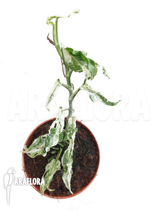 Monstera &lsquo;Frozen freckles&rsquo;