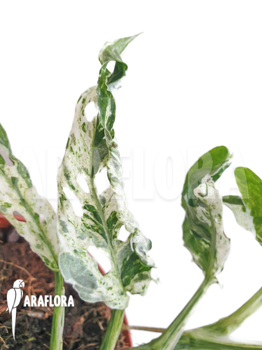 Monstera &lsquo;Frozen freckles&rsquo;