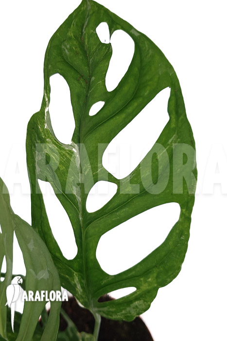 Monstera indonesian Marble