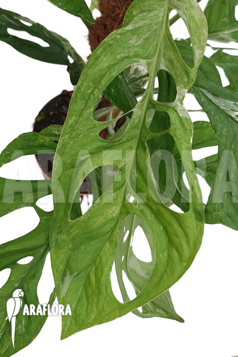 Monstera indonesian Marble