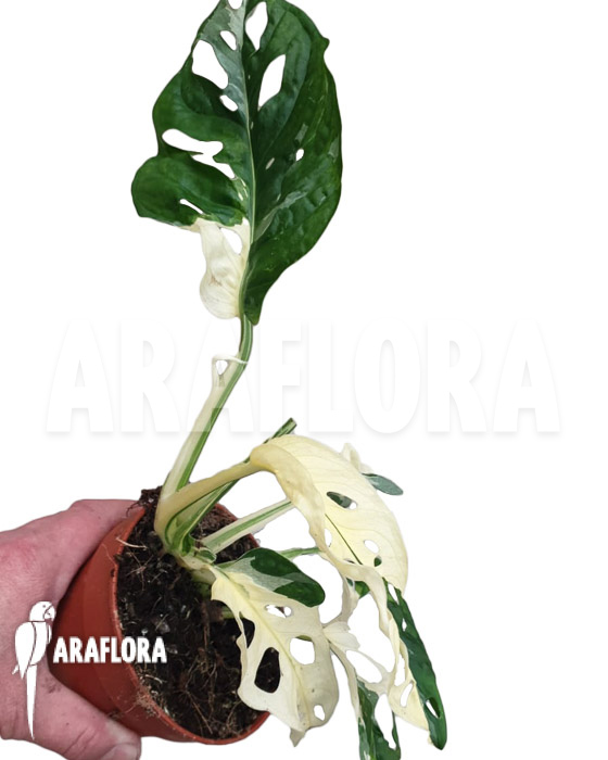 Monstera obliqua &lsquo;Leichtlinii&rsquo; Mint Type 1