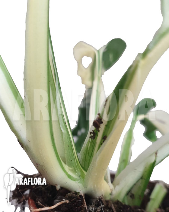 Monstera obliqua &lsquo;Leichtlinii&rsquo; Mint Type 1