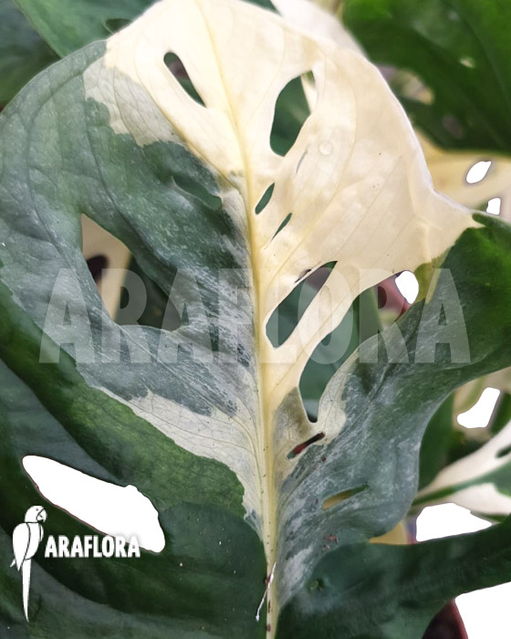 Monstera obliqua &lsquo;Leichtlinii&rsquo; Mint Type 2