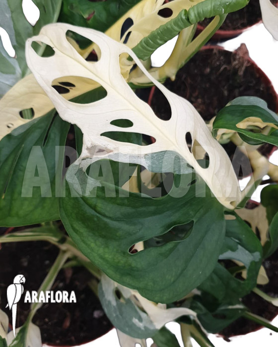 Monstera obliqua &lsquo;Leichtlinii&rsquo; Mint Type 2