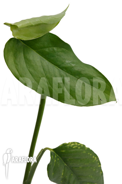 Monstera obliqua Surinam