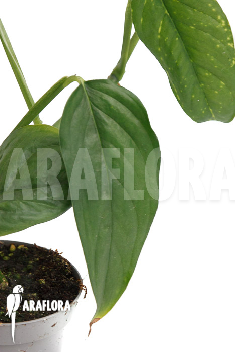 Monstera obliqua Surinam