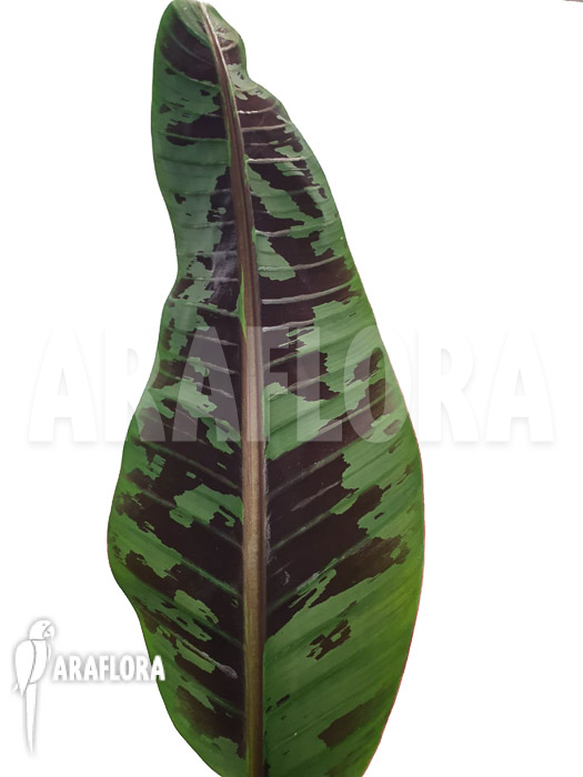 Musa acuminata ‘Tiger stripes’