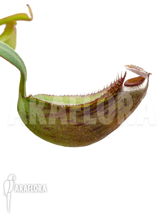 Nepenthes albo-marginata ‘Starter’