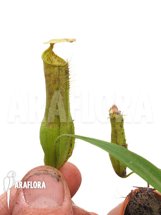 Nepenthes gracilis ‘Starter’