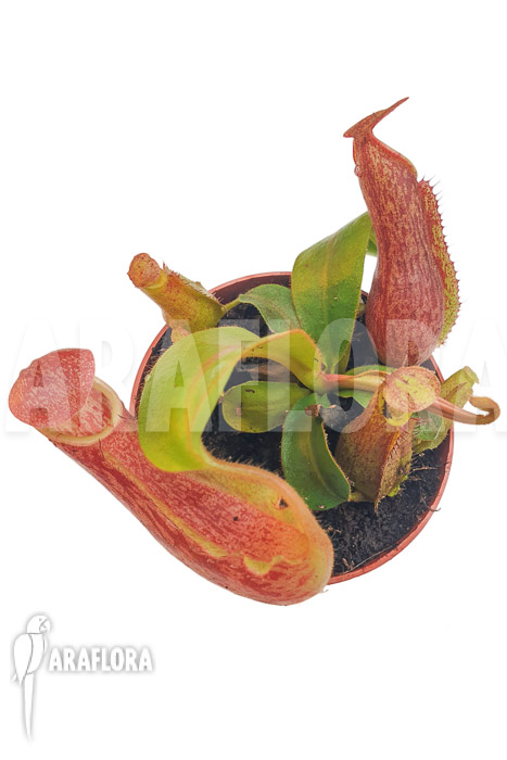 Nepenthes veitchii ‘S’