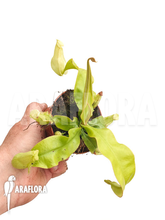 Nepenthes x hookeriana ‘yellow’