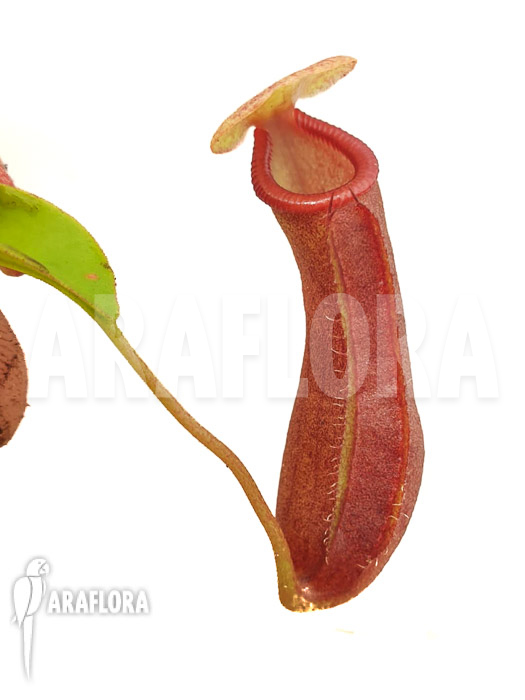 Nepenthes x singalana x ventricosa ‘Starter’