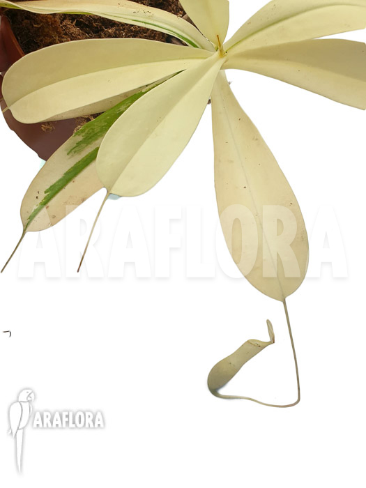 Nepenthes x ventrata ‘snowking’