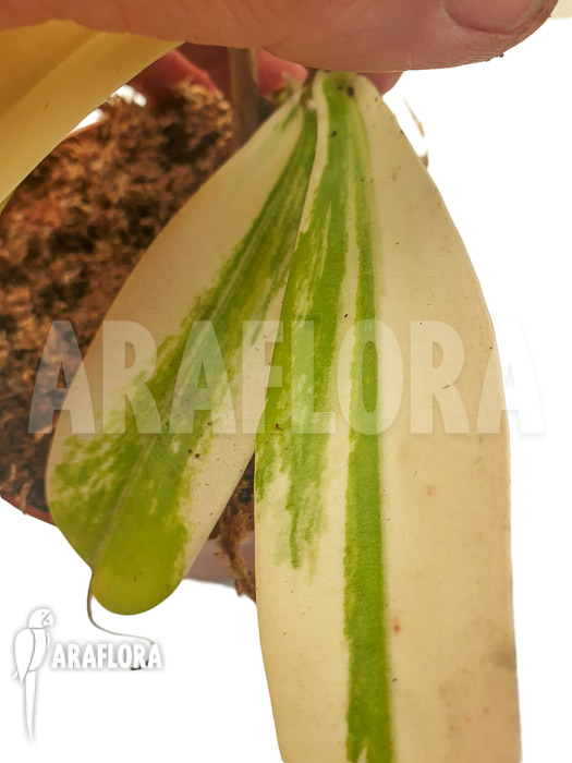 Nepenthes x ventrata ‘snowking’