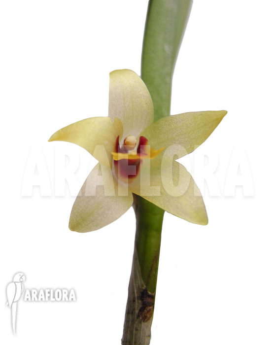 Octomeria grandiflora