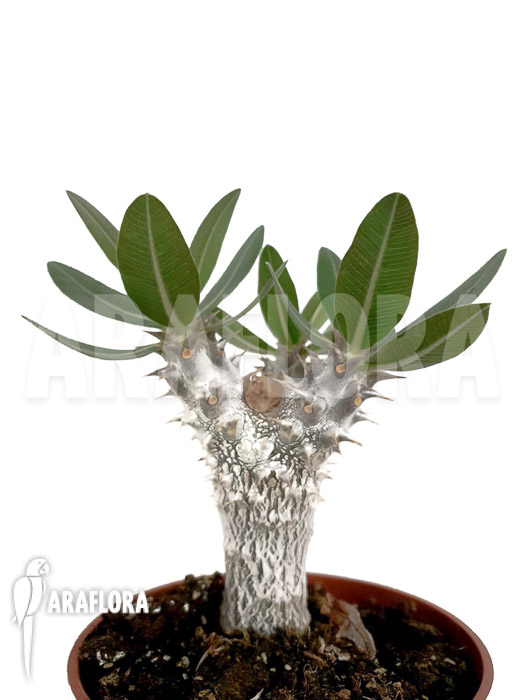 Pachypodium densiflorum