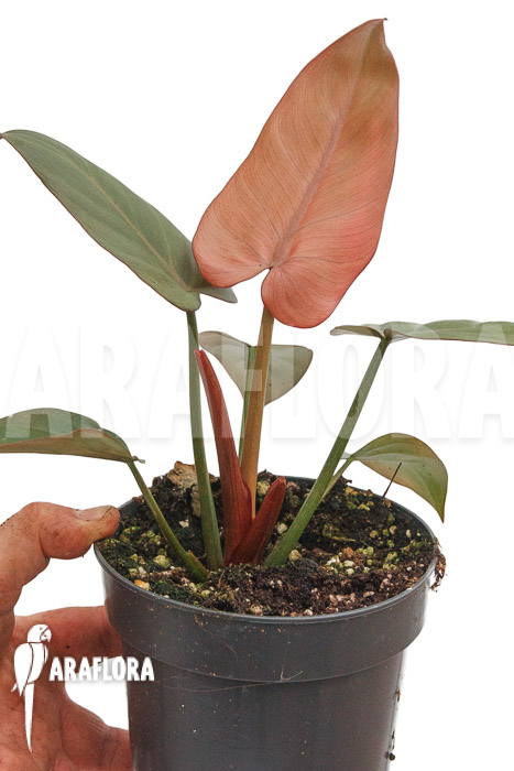 Philodendron ‘Summer Glory’