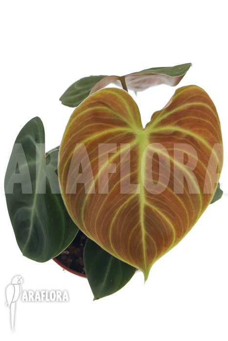 Philodendron ‘el Choco red »