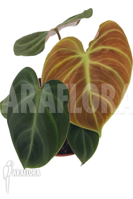 Philodendron ‘el Choco red »