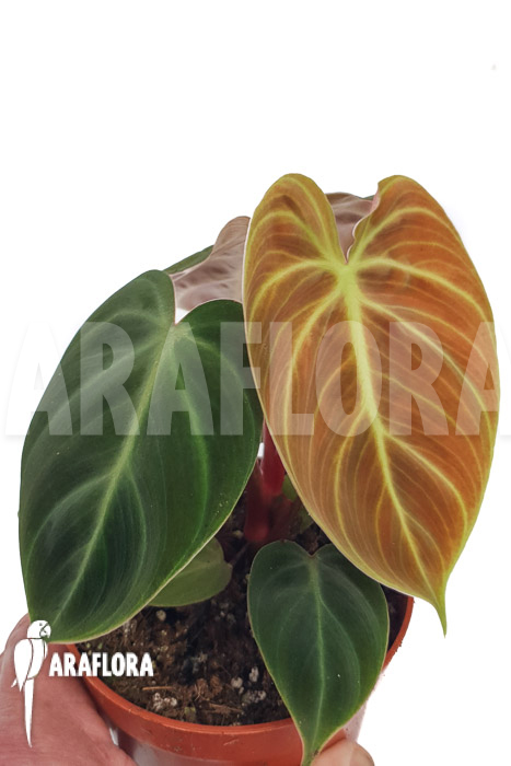 Philodendron ‘el Choco red »