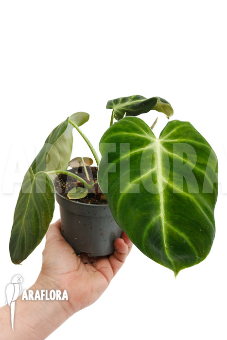 Philodendron luxurians