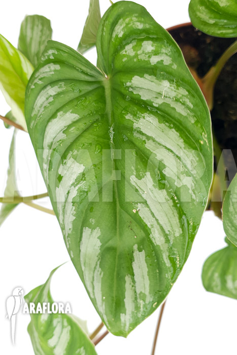 Philodendron mamei ‘L’