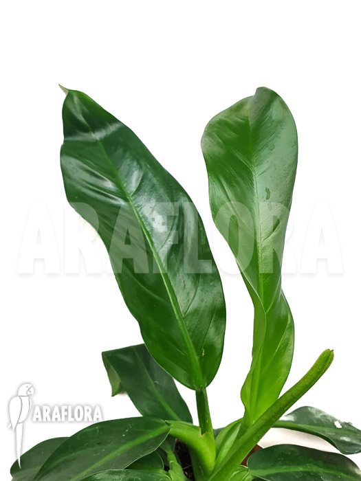 Philodendron pendulatum