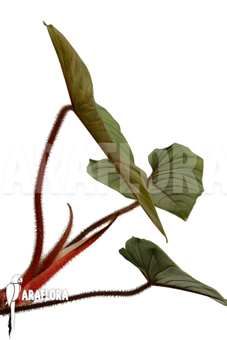 Philodendron squamicaule ‘Red’