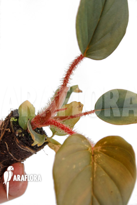 Philodendron squamicaule ‘Red’ ‘Plug’