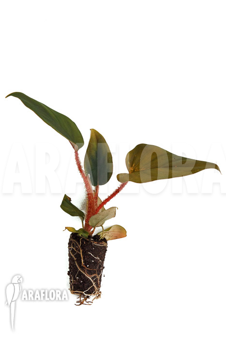 Philodendron squamicaule ‘Red’ ‘Plug’