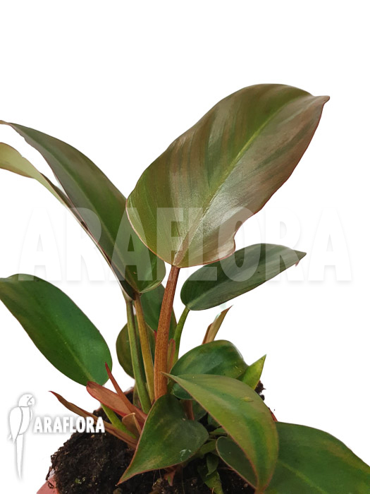 Philodendron x ‘Florida bronze’
