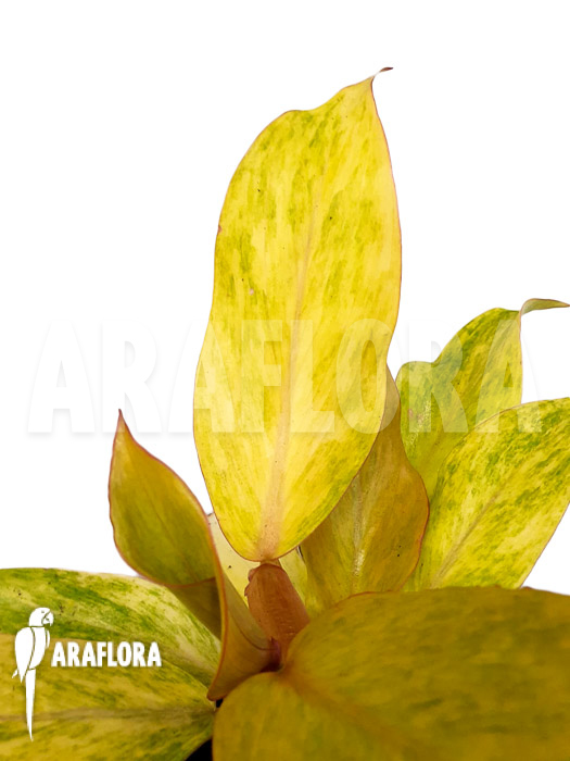 Philodendron x ‘Quad color’
