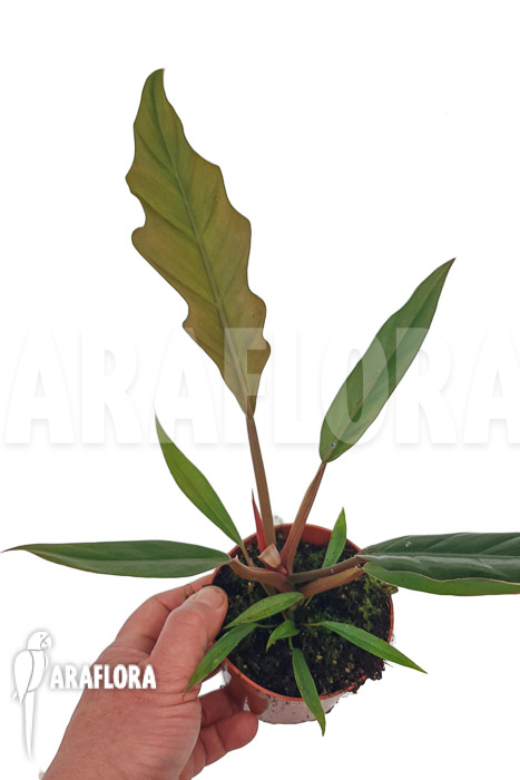 Philodendron x caramel Pluto