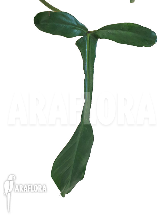 Philodendron x ‘joepii’