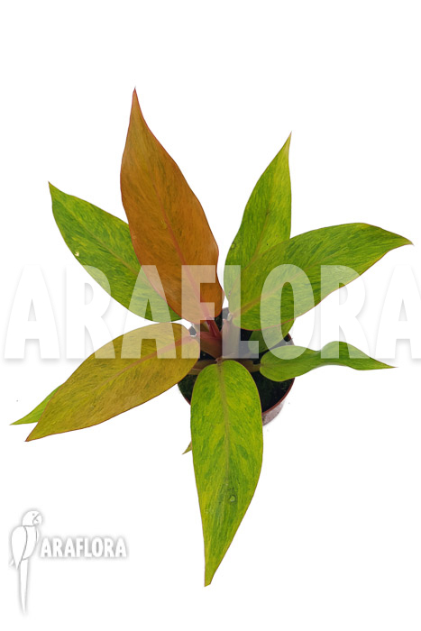 Philodendron x ‘Orange marmelade’