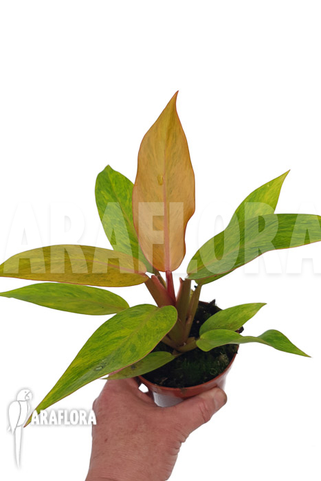Philodendron x ‘Orange marmelade’