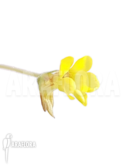 Pinguicula pumila ‘Yellow’