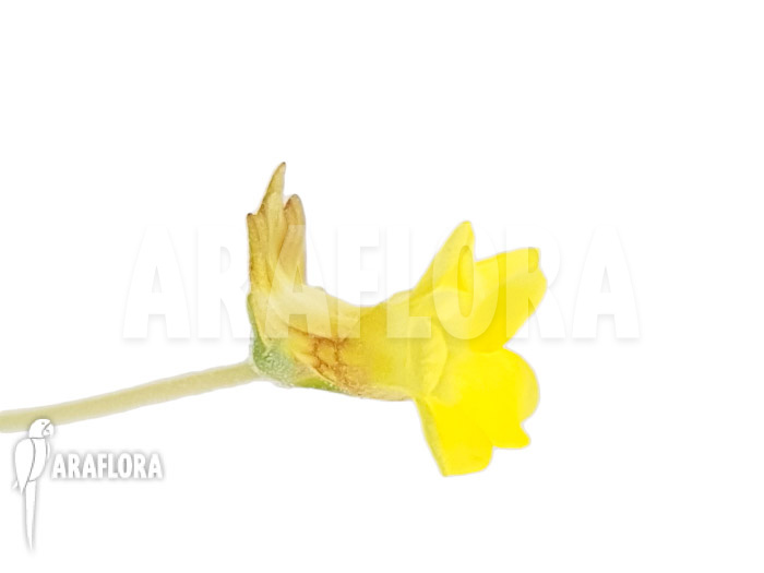 Pinguicula pumila ‘Yellow’