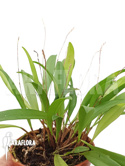 Pleurothallis aspergillum