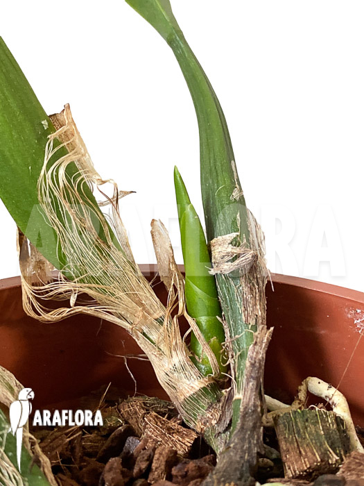 Prosthechea vespa