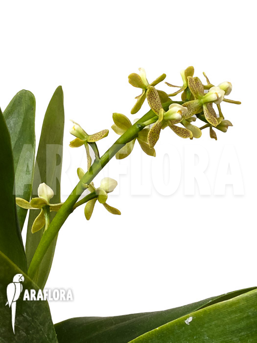 Prosthechea vespa