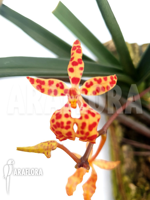 Renanthera monachica