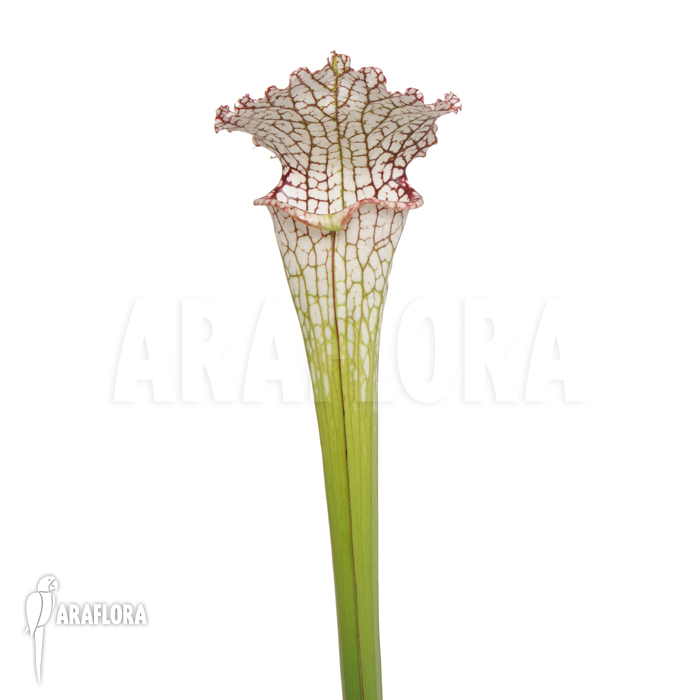 Sarracenia leucophylla ‘M’