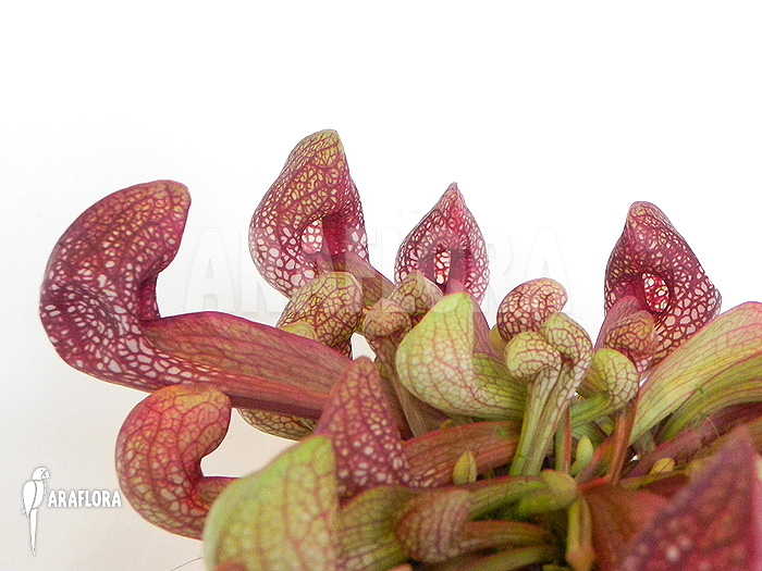 Sarracenia psittacina ‘L’