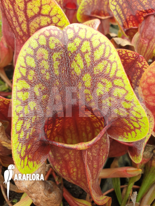 Sarracenia x Hans ‘M’