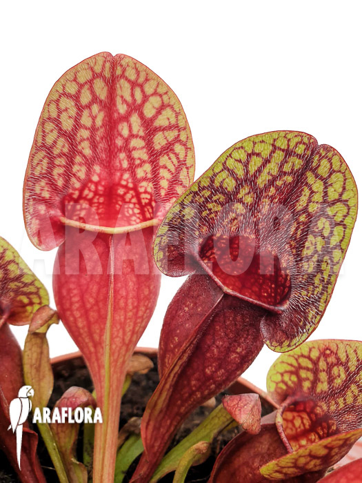 Sarracenia x Hans &lsquo;XL&rsquo;
