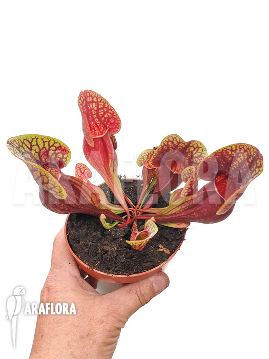 Sarracenia x Hans &lsquo;XL&rsquo;