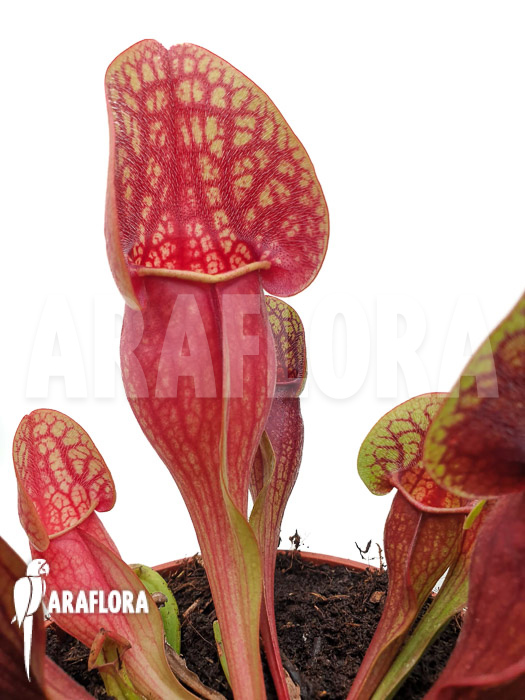 Sarracenia x Hans &lsquo;XL&rsquo;